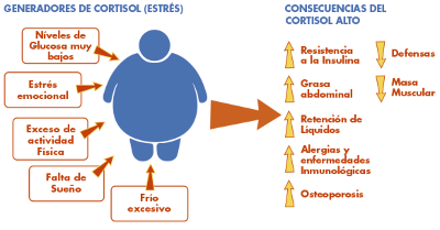 cortisol